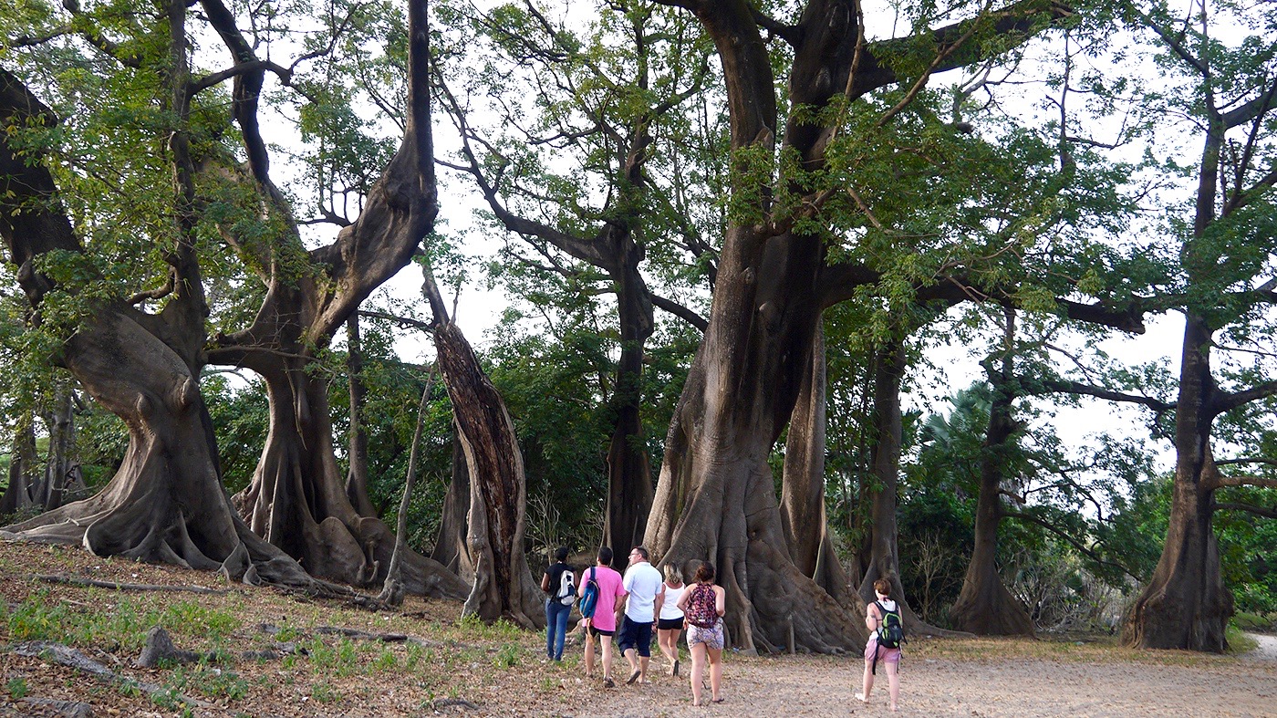 Forêt de Baobabs