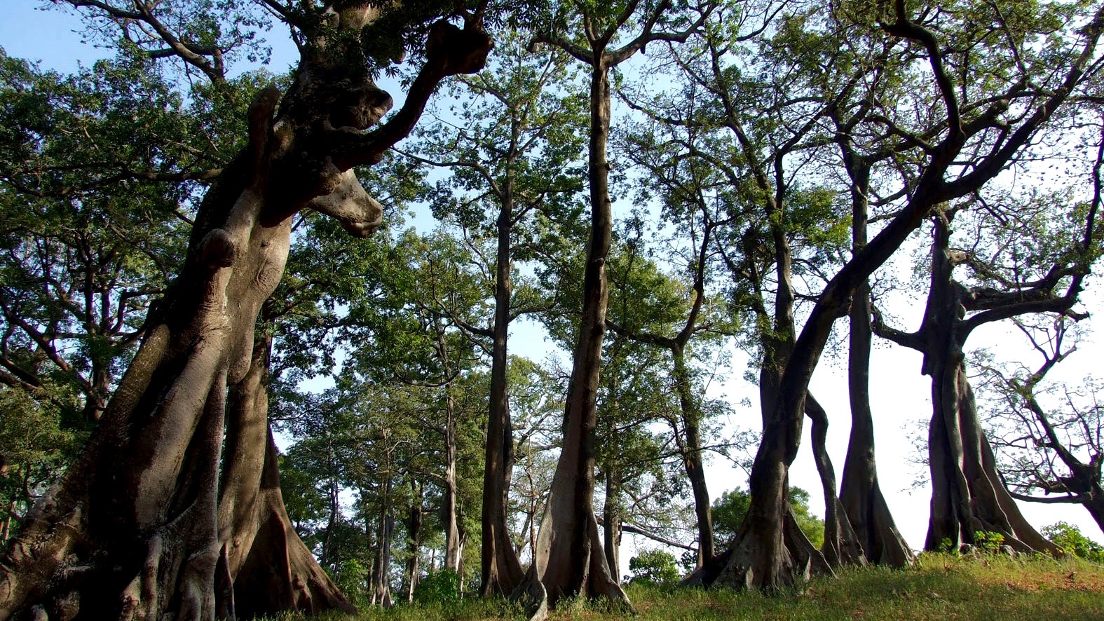 Forêt de Baobab